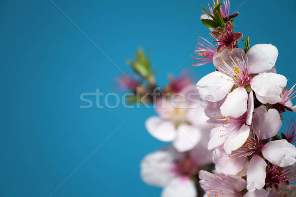 Flowering branch of almonds Stock photo © All32