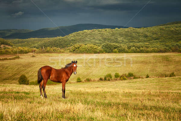 Foto stock: Marrón · semental · grande · cielo · primavera