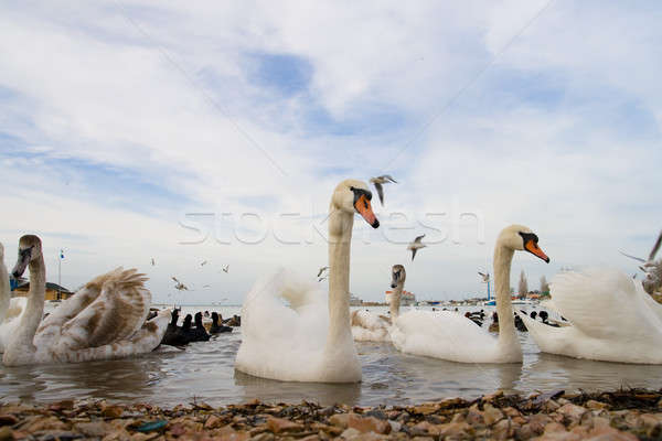 Waterfowl Stock photo © All32