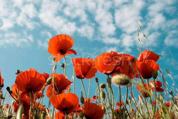 Red poppies Stock photo © All32