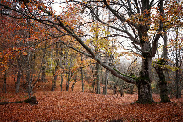 Autumn landscape. Stock photo © All32
