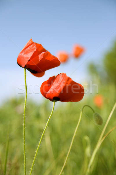 Piękna kwiaty czerwony maku zamazany wiosną Zdjęcia stock © All32