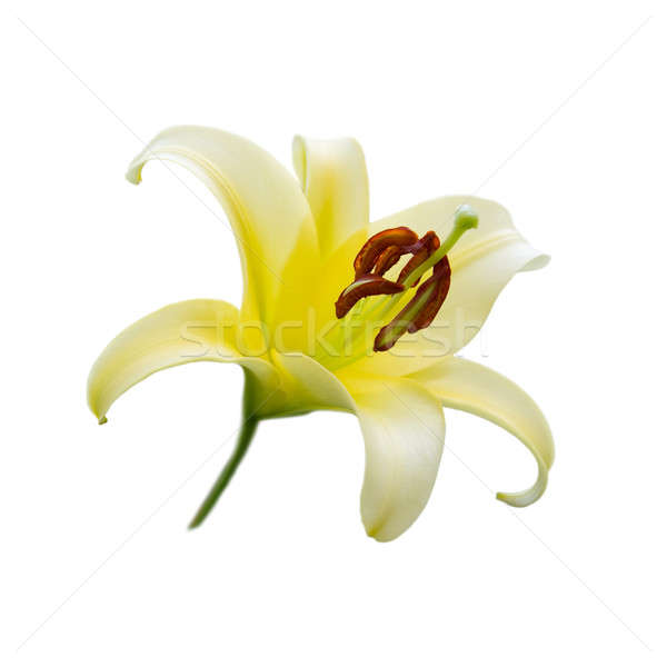 Stockfoto: Geel · lelie · geïsoleerd · witte · kleur · plant