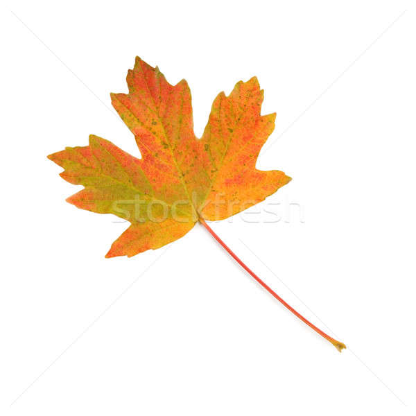 Colorido maple leaf isolado branco feliz fundo Foto stock © All32