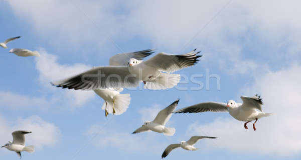 Hovering gulls  Stock photo © All32