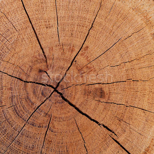 The texture of wood cut across Stock photo © All32