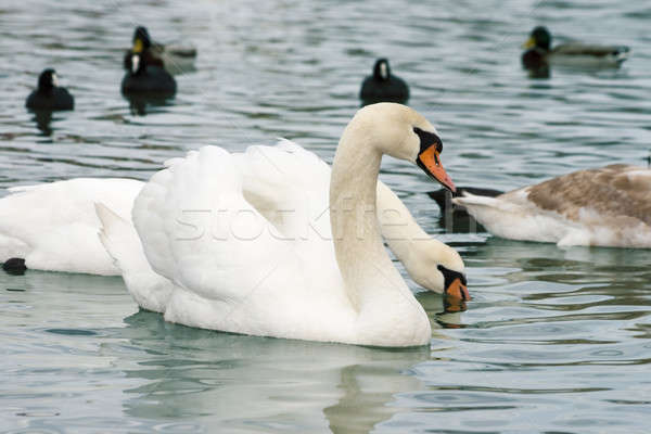 Swan bella acqua famiglia mare Foto d'archivio © All32