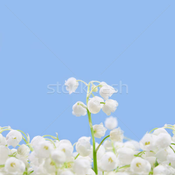 Flower lily of the valley Stock photo © All32