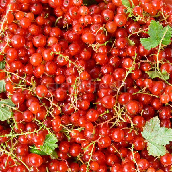 Foto stock: Vermelho · groselha · lata · usado · fruto · verão