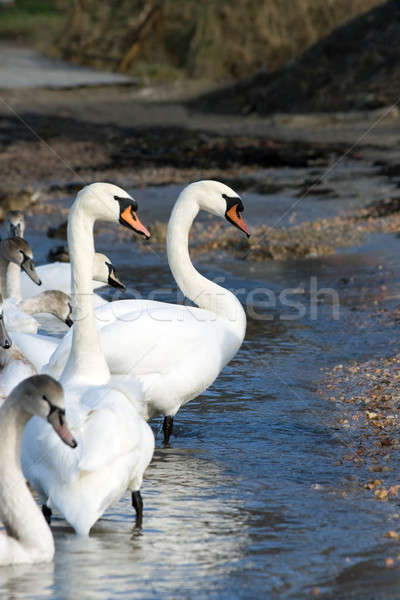 Swans on the beach Stock photo © All32