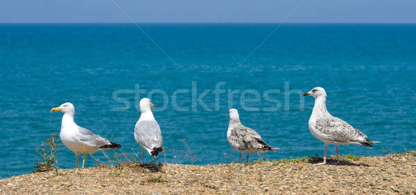 Seagulls on shore sea  Stock photo © All32