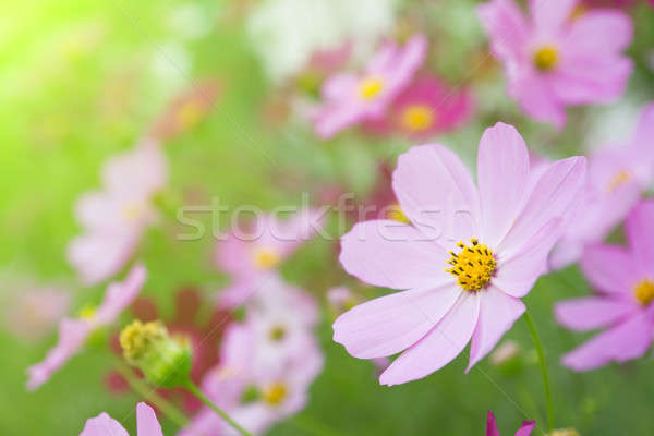 Beautiful flowers cosmos. Stock photo © All32