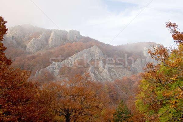 Jesienią lasu piękna lesie kolorowy pozostawia Zdjęcia stock © All32