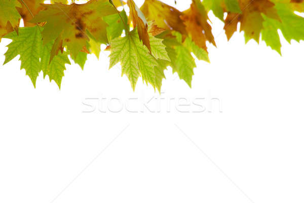 Autumnal reds leaves. Stock photo © All32