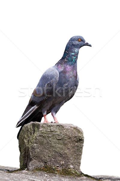 The pigeon is sitting on a rock. Stock photo © All32