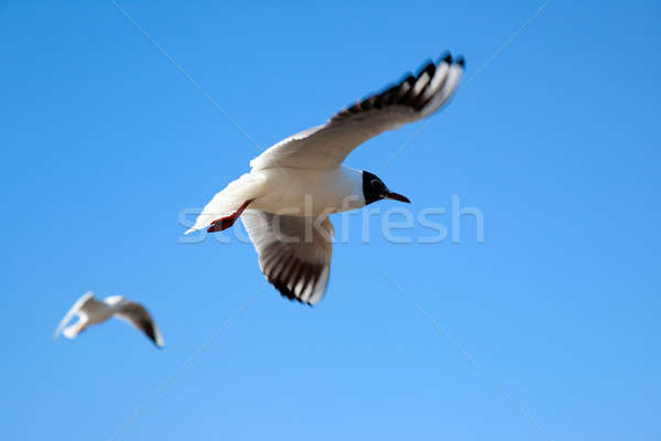 Foto stock: Gaivota · blue · sky · céu · natureza · mar · fundo