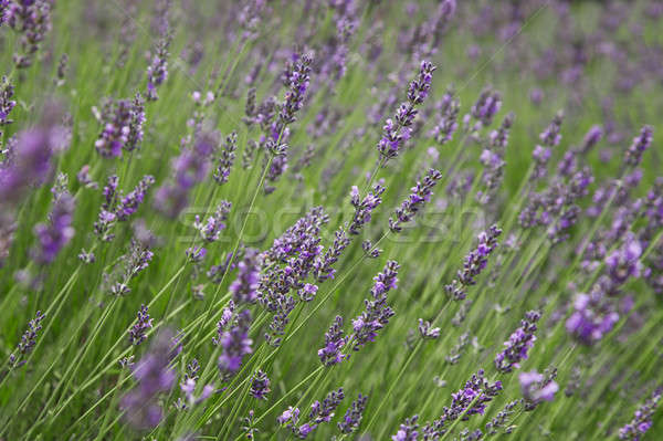 Kwitnienia lawendy ogród lata dziedzinie Zdjęcia stock © All32