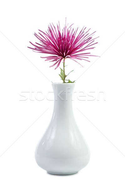 Mor krizantem vazo yalıtılmış beyaz çiçek Stok fotoğraf © All32