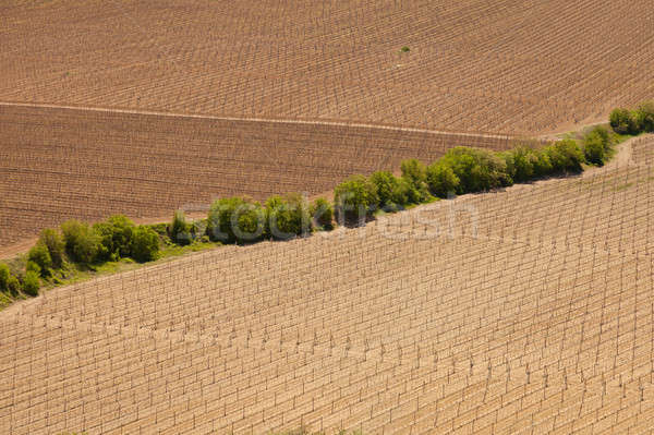 Fields with grapevine Stock photo © All32