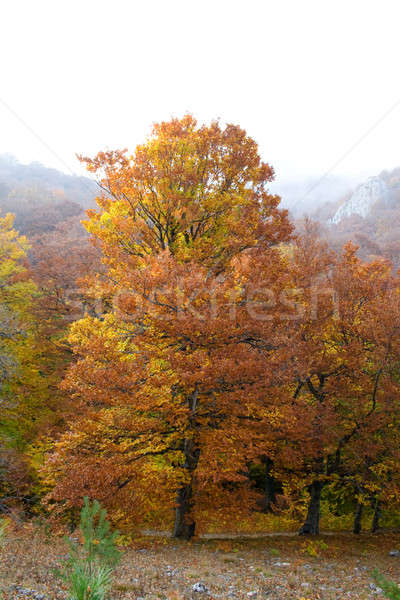 Autumn forest Stock photo © All32