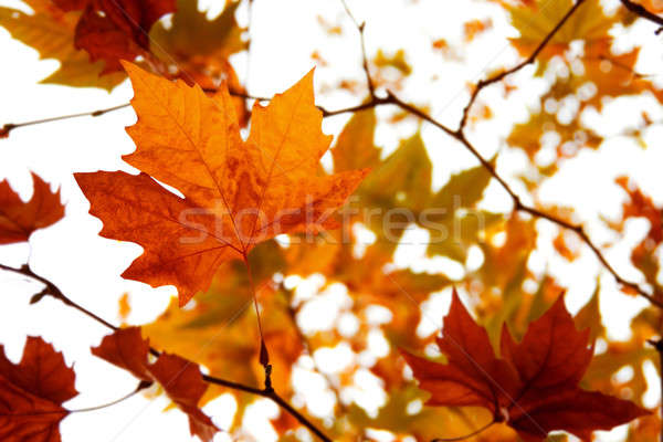 Autumnal reds leaves Stock photo © All32