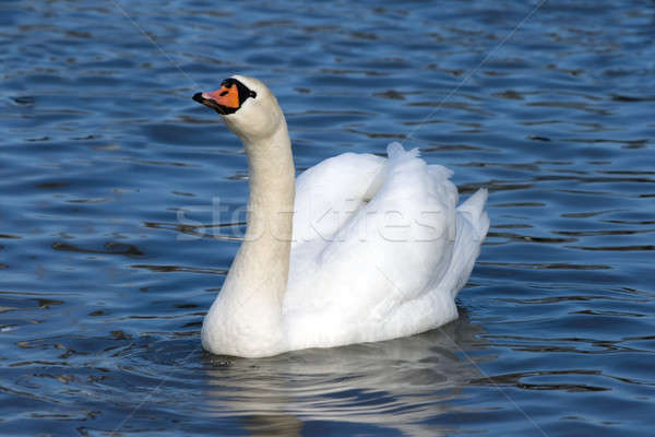 Floating white swan  Stock photo © All32