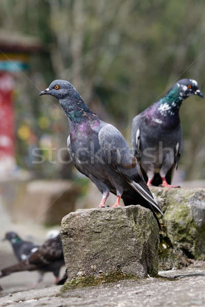 Stockfoto: Vergadering · rotsen · midden · straat · oog · natuur