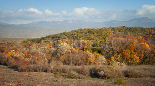 красочный осень лес пейзаж лист деревья Сток-фото © All32