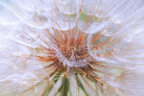 Nasion Dandelion tekstury lata roślin Zdjęcia stock © All32