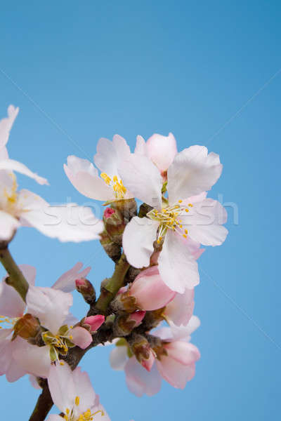 Flowering almond branch  Stock photo © All32