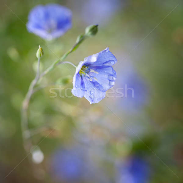 Stock photo: Flowers of flax 