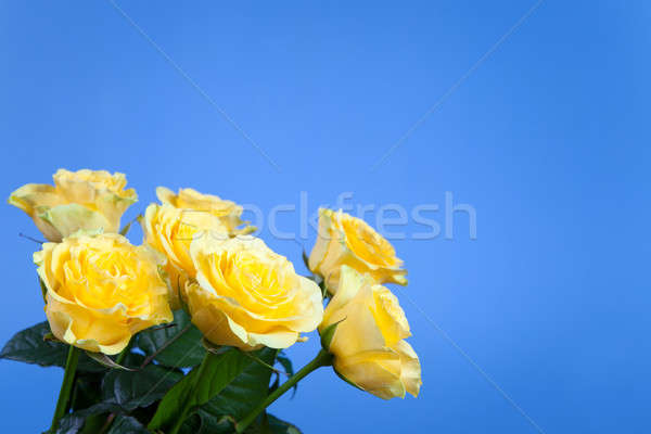 Foto d'archivio: Bella · giallo · rose · blu · cielo · primavera