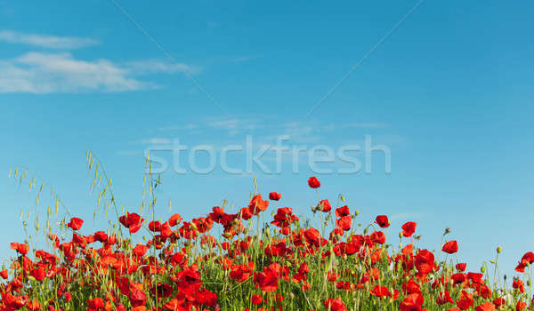 Red poppies Stock photo © All32