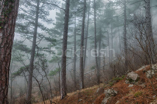 Stok fotoğraf: çam · ağaçlar · sis · ahşap · orman