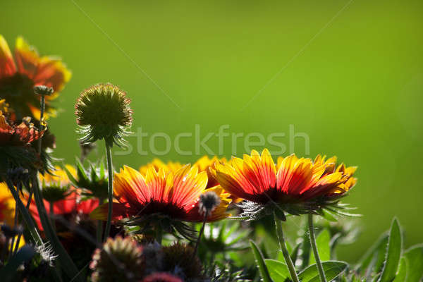 Beautiful yellow red flowers Stock photo © All32