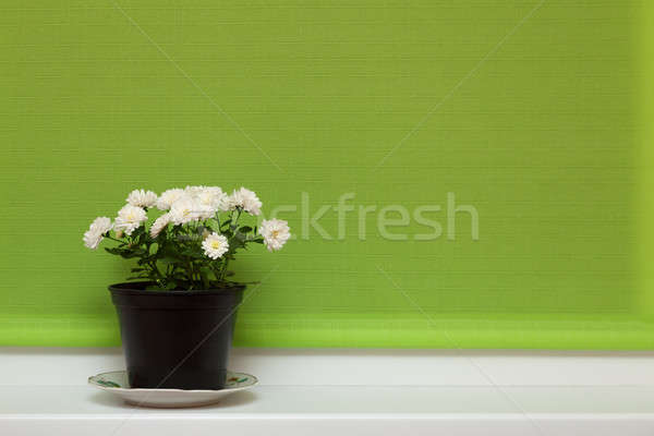 Pote crisântemo flores verde casa margarida Foto stock © All32