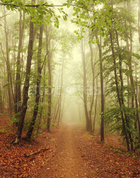Ködös erdő út fa természet tájkép Stock fotó © All32