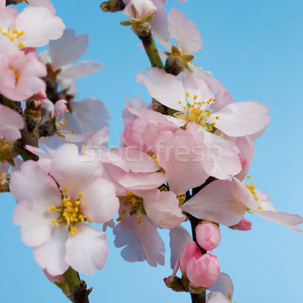 树    蓝天    花    树 / blossoming almond trees against the