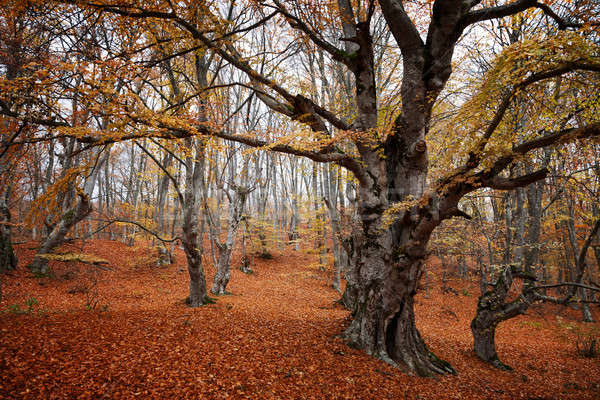 Autumn landscape. Stock photo © All32