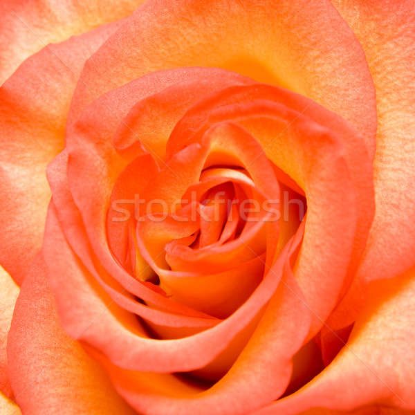 Stock fotó: Kinyitott · rózsabimbó · természet · egészség · nyár · piros