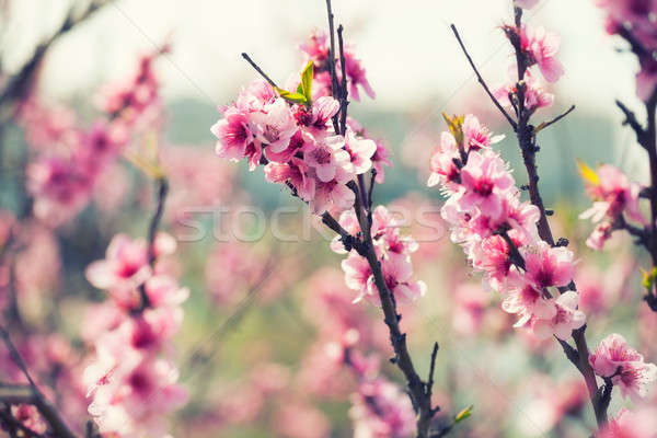 Stock photo: Flowering branch of apricot 