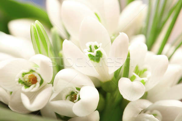 Background of the snowdrop flowers Stock photo © All32