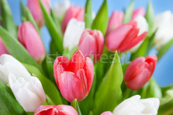 Red and white tulips Stock photo © All32