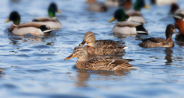 Beautiful ducks  Stock photo © All32
