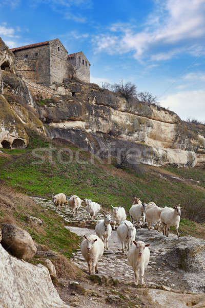 Goats grazing on the hillside Stock photo © All32