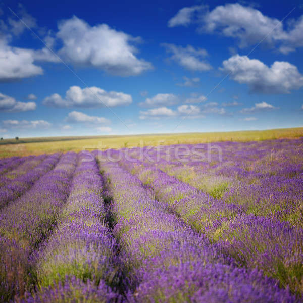 Lavender field Stock photo © All32