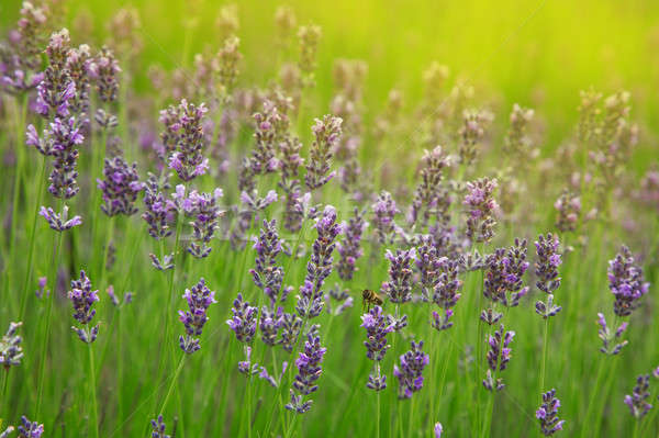 Beautiful sprigs of lavender Stock photo © All32