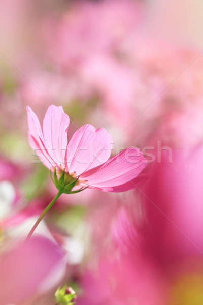 Zdjęcia stock: Piękna · kwiaty · zielone · biały · różowy · łące