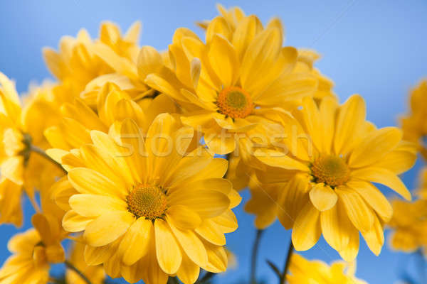 Mooie Geel chrysant Blauw voorjaar natuur Stockfoto © All32