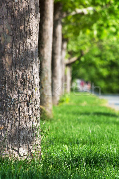 çim yeşil ot büyük ağaçlar park çim Stok fotoğraf © All32